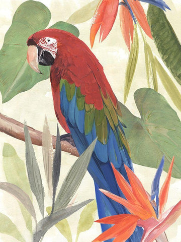 Tropical Parrot Composition III Black Ornate Wood Framed Art Print with Double Matting by Warren, Annie