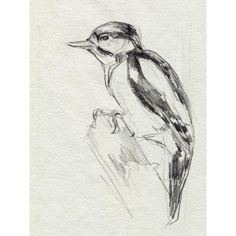 Woodpecker Sketch I White Modern Wood Framed Art Print by Parker, Jennifer Paxton