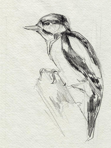 Woodpecker Sketch I White Modern Wood Framed Art Print with Double Matting by Parker, Jennifer Paxton