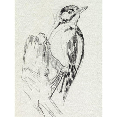 Woodpecker Sketch II White Modern Wood Framed Art Print by Parker, Jennifer Paxton