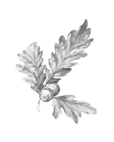 Oak Leaf Pencil Sketch I Black Ornate Wood Framed Art Print with Double Matting by Caroline, Emma