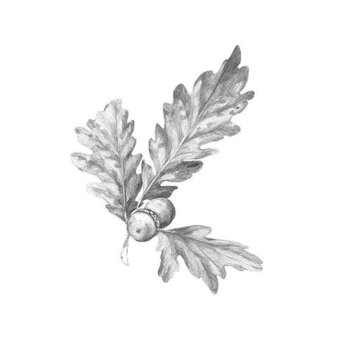 Oak Leaf Pencil Sketch I Black Modern Wood Framed Art Print with Double Matting by Caroline, Emma