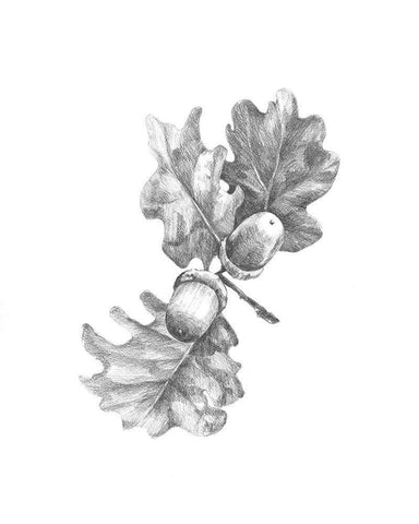 Oak Leaf Pencil Sketch II Black Ornate Wood Framed Art Print with Double Matting by Caroline, Emma