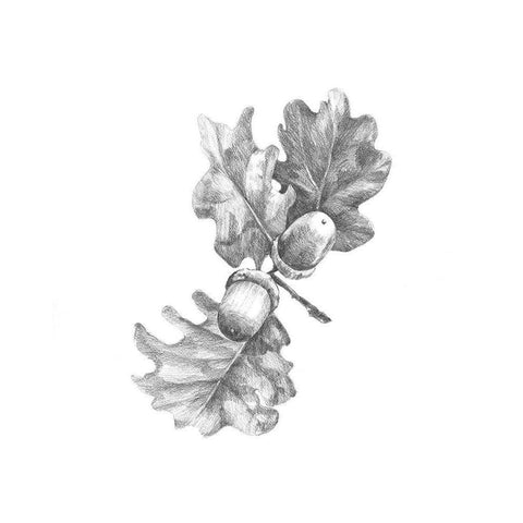 Oak Leaf Pencil Sketch II White Modern Wood Framed Art Print by Caroline, Emma