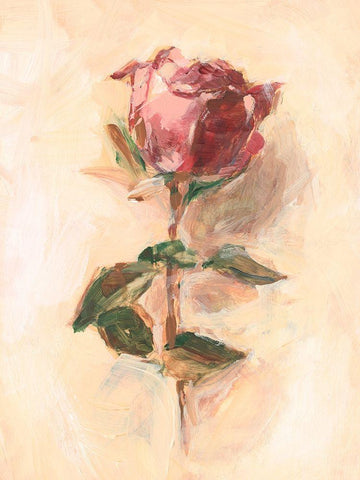 Painterly Rose Study I White Modern Wood Framed Art Print with Double Matting by Harper, Ethan