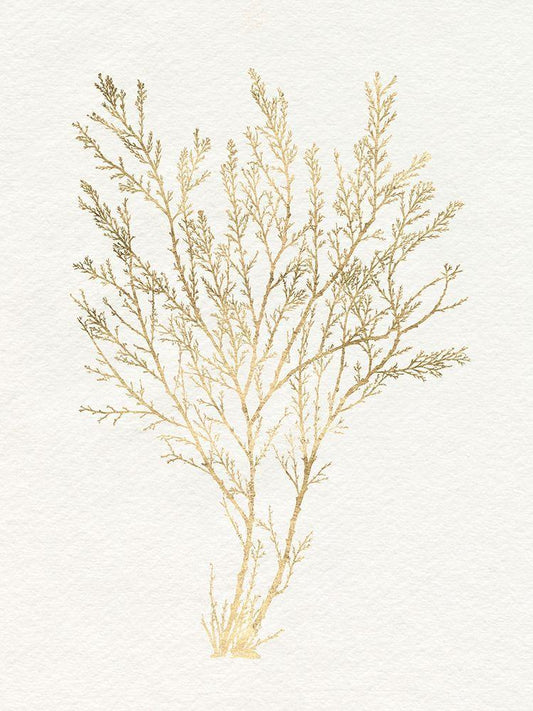 Image Only