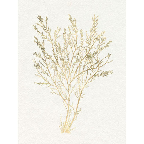 Gilded Algae I Black Modern Wood Framed Art Print by Goldberger, Jennifer