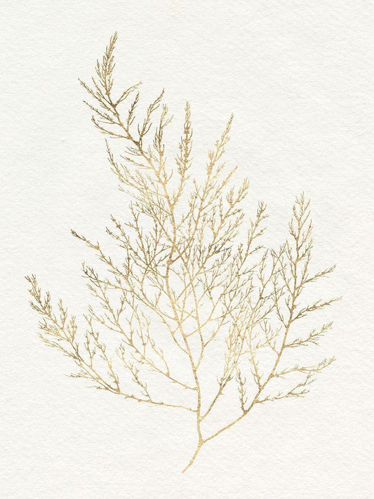 Image Only