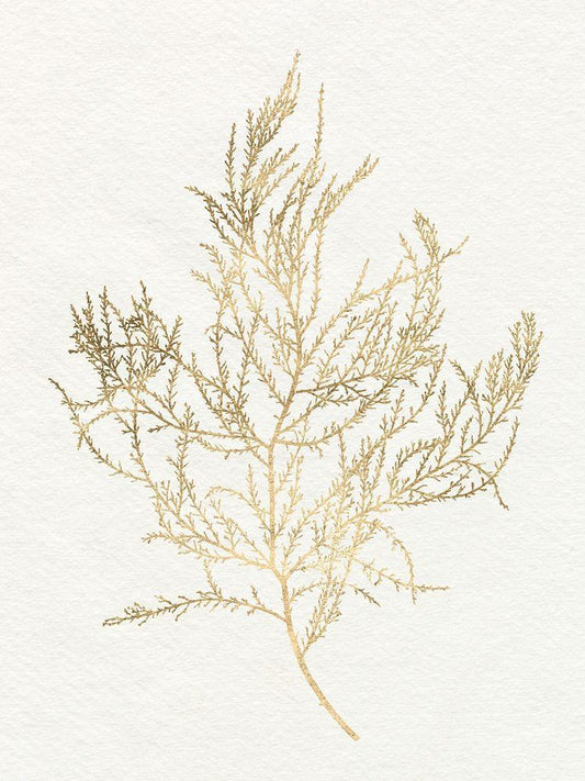 Image Only