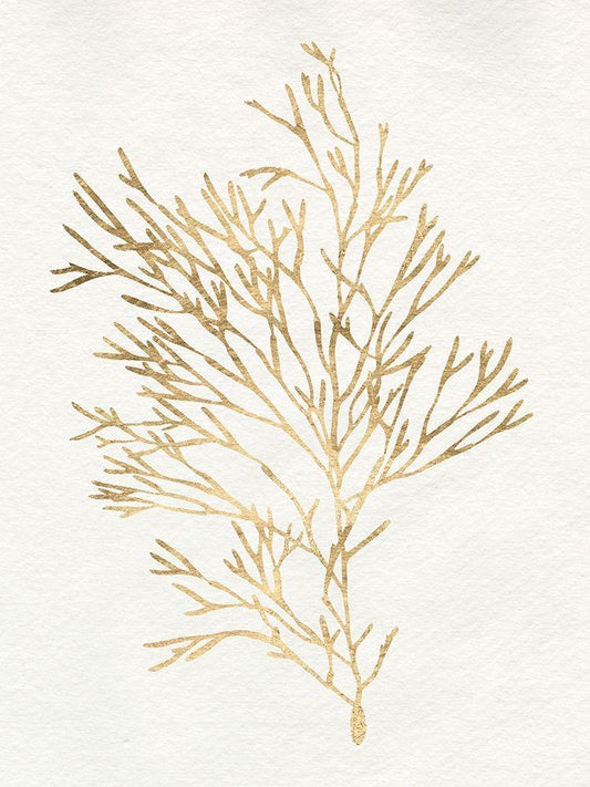 Image Only