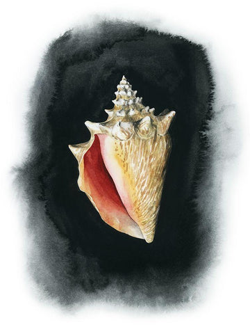 Conch on Black I Black Ornate Wood Framed Art Print with Double Matting by Popp, Grace