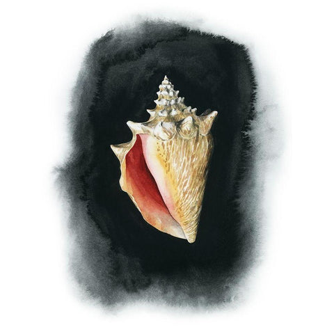 Conch on Black I Black Modern Wood Framed Art Print with Double Matting by Popp, Grace