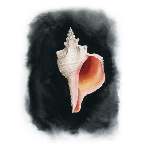 Conch on Black II White Modern Wood Framed Art Print by Popp, Grace