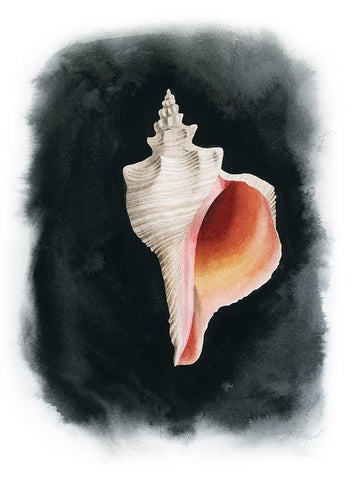 Conch on Black II Black Ornate Wood Framed Art Print with Double Matting by Popp, Grace