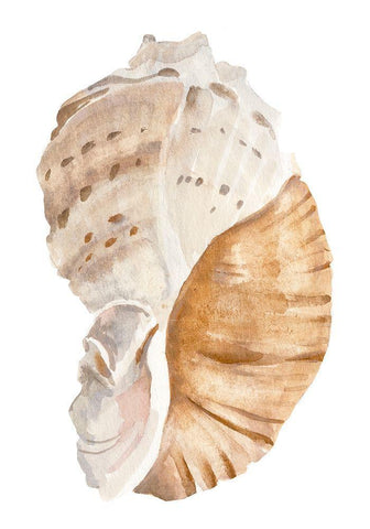 Seashell I White Modern Wood Framed Art Print with Double Matting by Warren, Annie