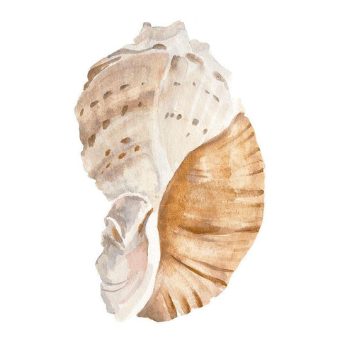 Seashell I Black Modern Wood Framed Art Print with Double Matting by Warren, Annie