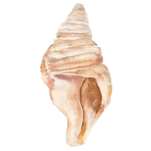 Seashell II Black Modern Wood Framed Art Print with Double Matting by Warren, Annie