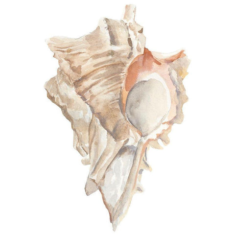 Seashell IV Gold Ornate Wood Framed Art Print with Double Matting by Warren, Annie