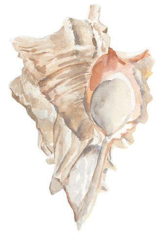 Seashell IV White Modern Wood Framed Art Print with Double Matting by Warren, Annie