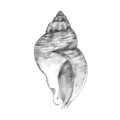 Quiet Conch I Black Modern Wood Framed Art Print with Double Matting by Caroline, Emma