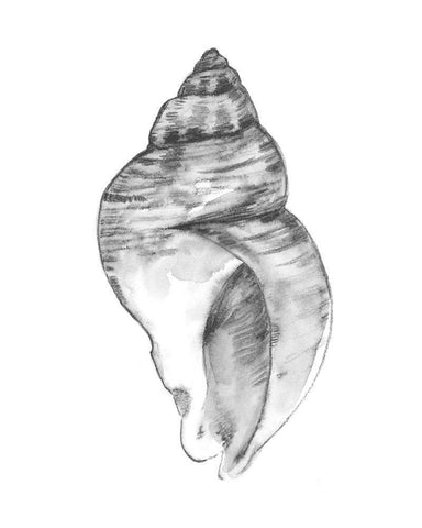 Quiet Conch I Black Ornate Wood Framed Art Print with Double Matting by Caroline, Emma