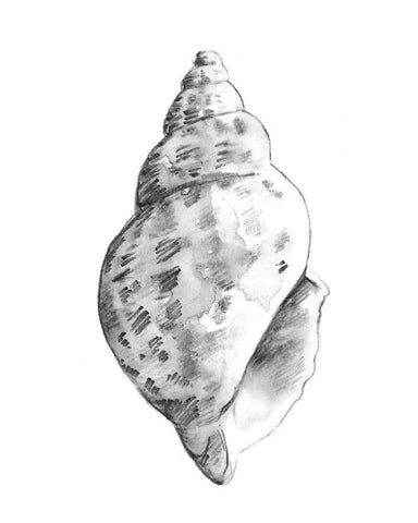 Quiet Conch II White Modern Wood Framed Art Print with Double Matting by Caroline, Emma