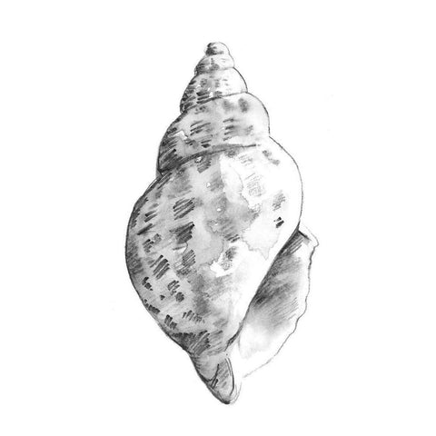 Quiet Conch II Black Modern Wood Framed Art Print by Caroline, Emma
