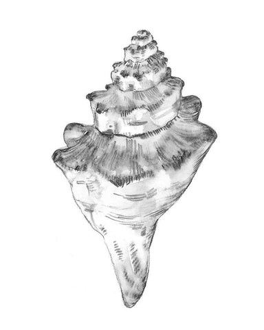 Quiet Conch III White Modern Wood Framed Art Print with Double Matting by Caroline, Emma