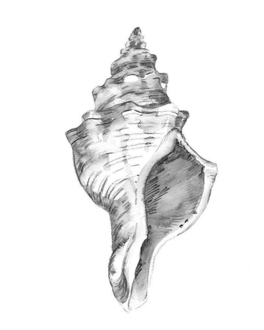 Quiet Conch IV White Modern Wood Framed Art Print with Double Matting by Caroline, Emma