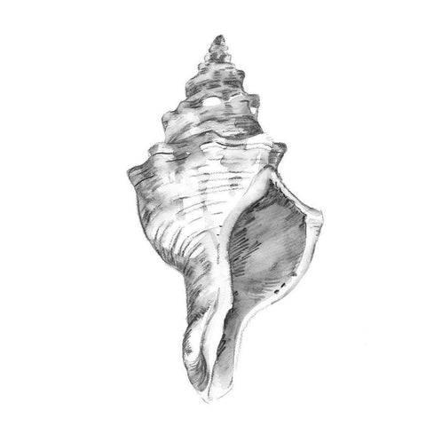 Quiet Conch IV White Modern Wood Framed Art Print by Caroline, Emma