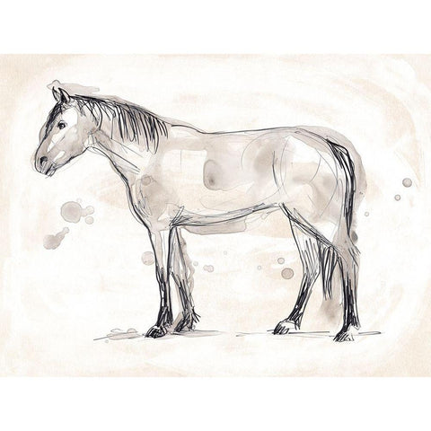 Vintage Equine Sketch I White Modern Wood Framed Art Print by Vess, June Erica
