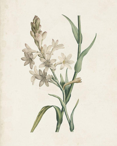 Classic Botanicals I White Modern Wood Framed Art Print with Double Matting by Redoute, Pierre