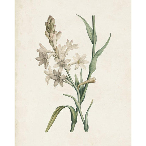 Classic Botanicals I Black Modern Wood Framed Art Print with Double Matting by Redoute, Pierre