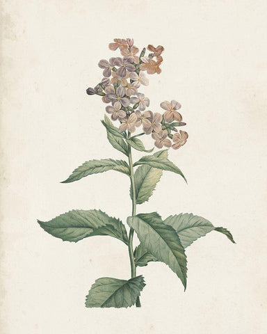 Classic Botanicals II White Modern Wood Framed Art Print with Double Matting by Redoute, Pierre