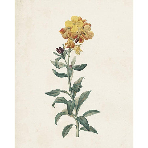 Classic Botanicals III White Modern Wood Framed Art Print by Redoute, Pierre