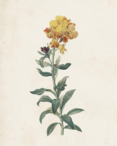 Classic Botanicals III Black Ornate Wood Framed Art Print with Double Matting by Redoute, Pierre