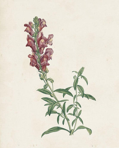 Classic Botanicals IV White Modern Wood Framed Art Print with Double Matting by Redoute, Pierre