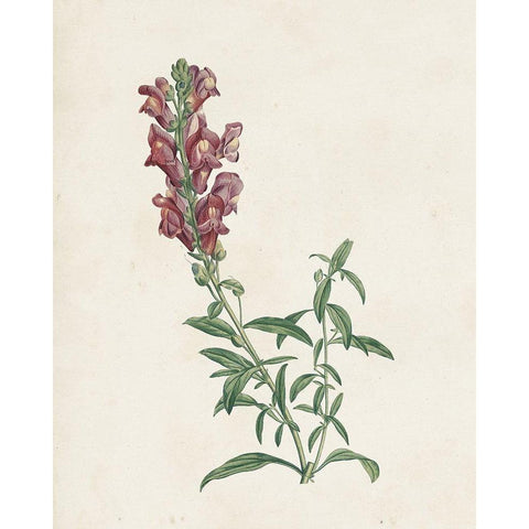 Classic Botanicals IV Black Modern Wood Framed Art Print with Double Matting by Redoute, Pierre