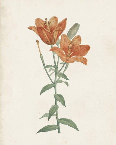 Classic Botanicals V White Modern Wood Framed Art Print with Double Matting by Redoute, Pierre