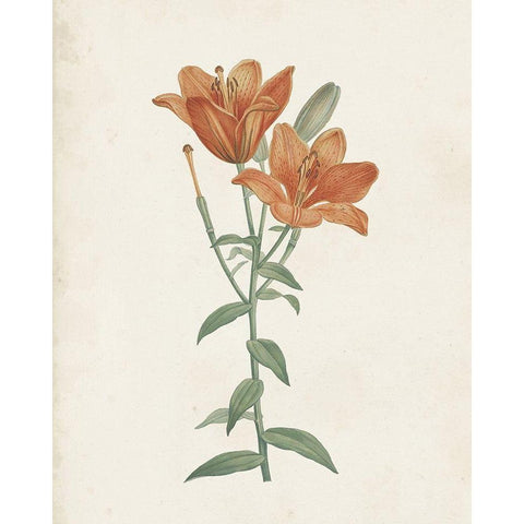 Classic Botanicals V Gold Ornate Wood Framed Art Print with Double Matting by Redoute, Pierre