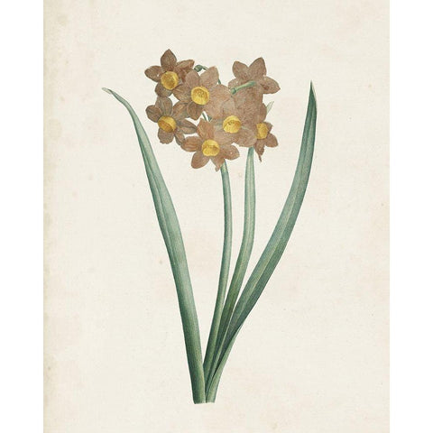 Classic Botanicals VI Black Modern Wood Framed Art Print with Double Matting by Redoute, Pierre