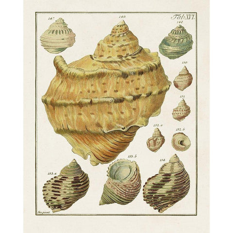 Pastel Shell Pair I White Modern Wood Framed Art Print by Unknown