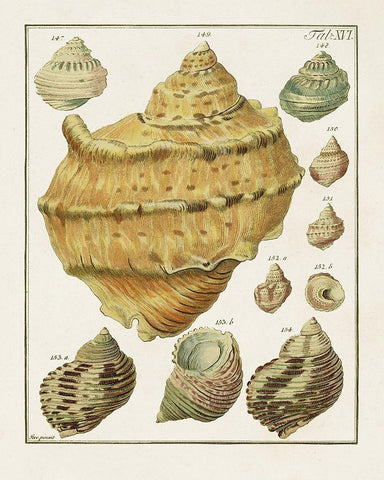 Pastel Shell Pair I Black Ornate Wood Framed Art Print with Double Matting by Unknown