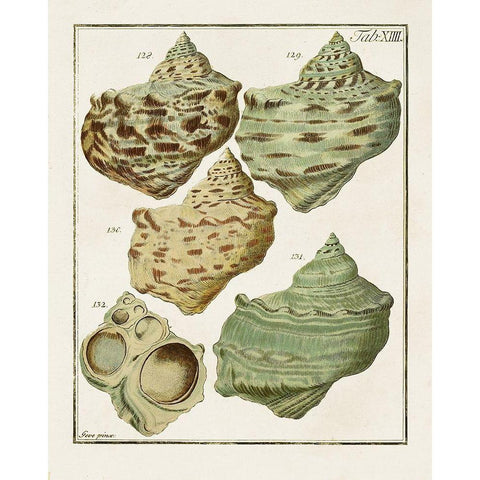 Pastel Shell Pair II Black Modern Wood Framed Art Print by Unknown
