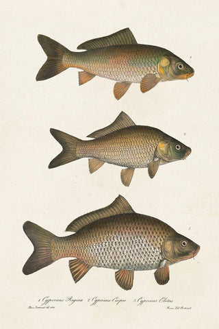 Species of Antique Fish I Black Ornate Wood Framed Art Print with Double Matting by Unknown