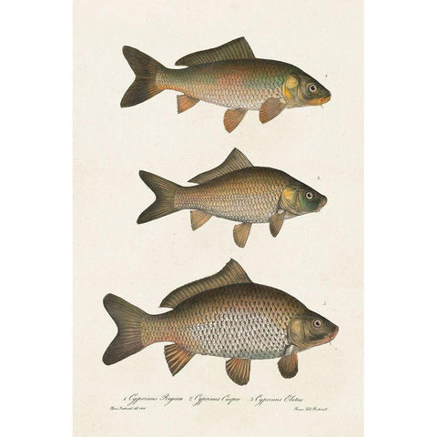 Species of Antique Fish I Black Modern Wood Framed Art Print with Double Matting by Unknown