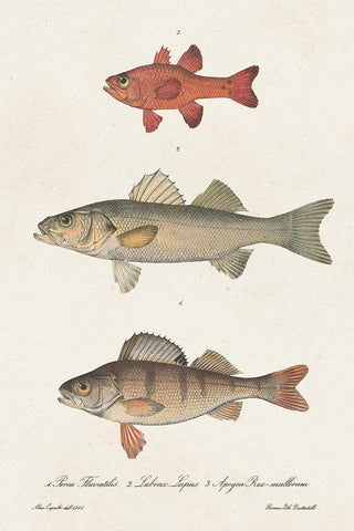 Species of Antique Fish II White Modern Wood Framed Art Print with Double Matting by Unknown