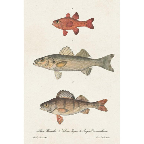 Species of Antique Fish II Black Modern Wood Framed Art Print by Unknown