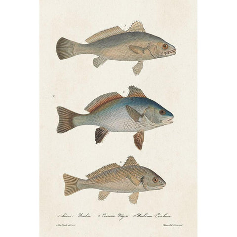 Species of Antique Fish III Black Modern Wood Framed Art Print with Double Matting by Unknown