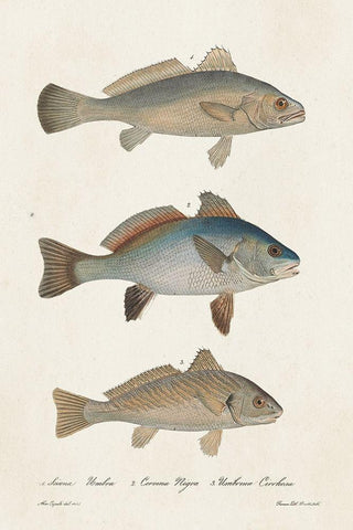 Species of Antique Fish III White Modern Wood Framed Art Print with Double Matting by Unknown